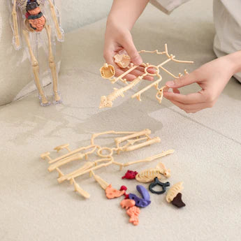 Clear Human Body Structure Model- 50% OFF