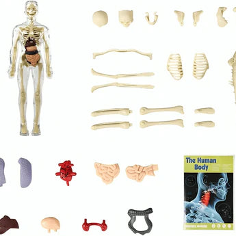 Clear Human Body Structure Model- 50% OFF